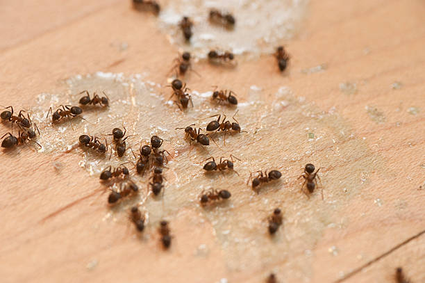 Best Insect Control  in Cloverly, MD